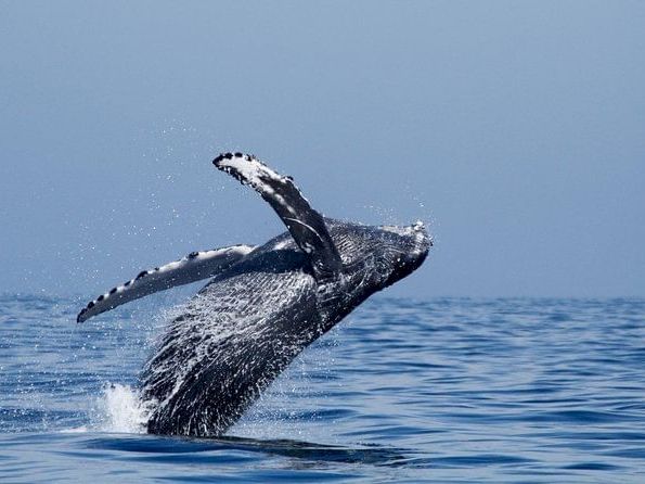 A whale leaps out of the ocean, splashing water as it breaches under a clear blue sky.