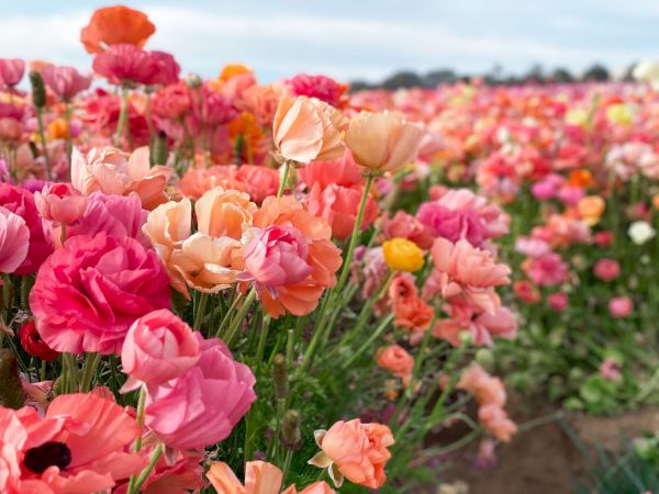 A field of blooming pink and orange flowers stretches under a soft blue sky, with the foreground flowers in sharp focus.